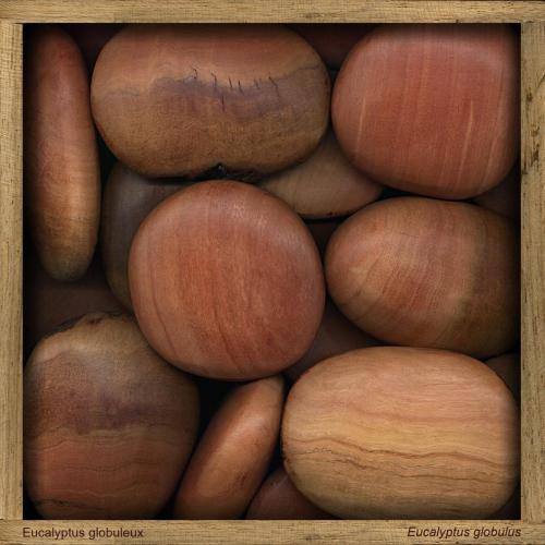 Eucalyptus