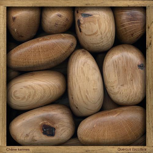 Chêne kermès