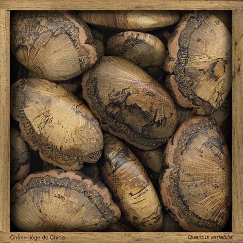 Chêne liège de chine