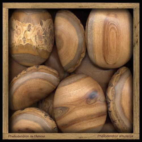 Phellodendron