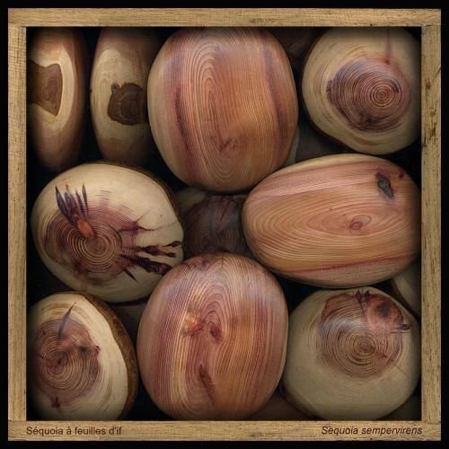 Séquoia à feuilles d'if