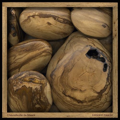 Chèvrefeuille de Maack