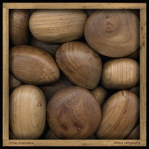 Orme champêtre