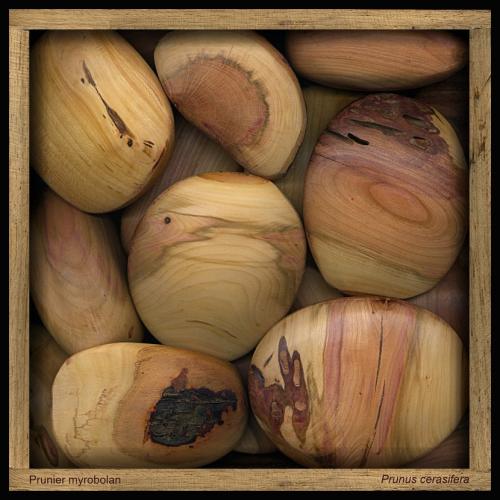 Prunier myrobolan