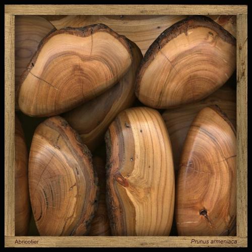 Abricotier