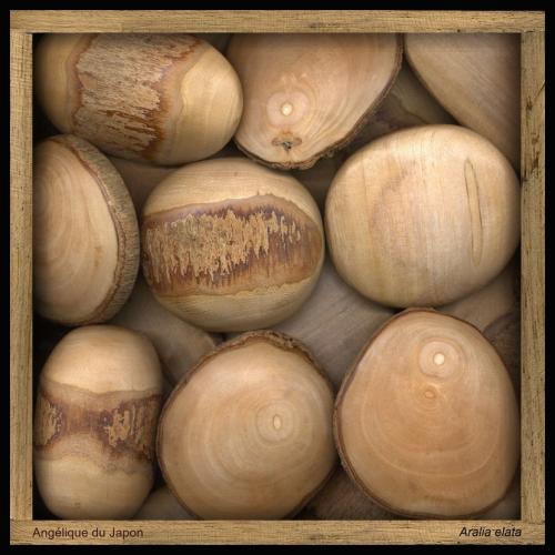 Angélique du Japon